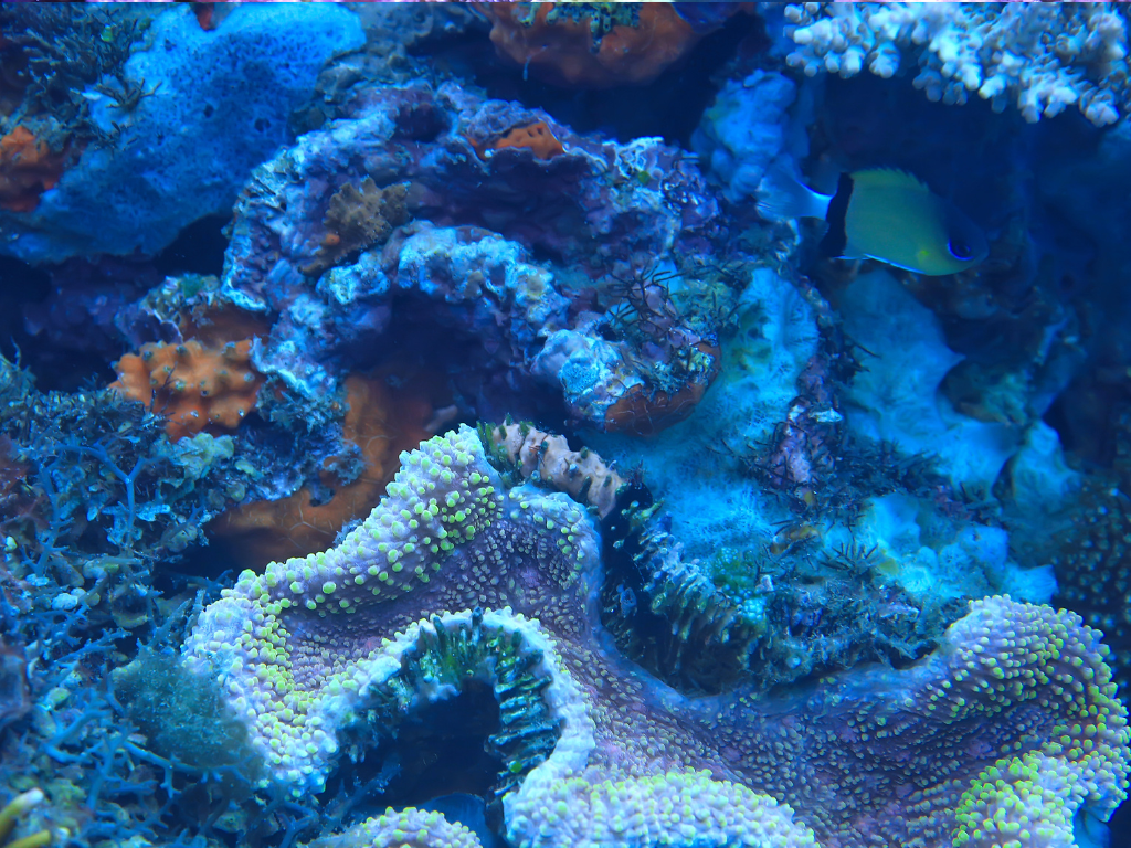 Diatoms Marine Tank : Guide Complet pour Gérer et Prévenir la Croissance des Diatomées